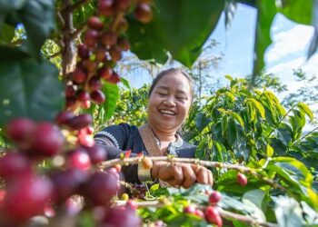 大陸大學裏的咖啡專業-吸引愛咖啡的年輕人