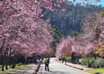 武陵櫻花夯！假藉登山名義申請車輛通行證-違規者停權3年