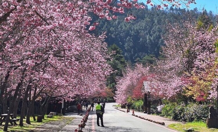 武陵櫻花夯!假藉登山名義申請車輛通行證 違規者停權3年 武陵櫻花夯!假藉登山名義申請車輛通行證-違規者停權3年