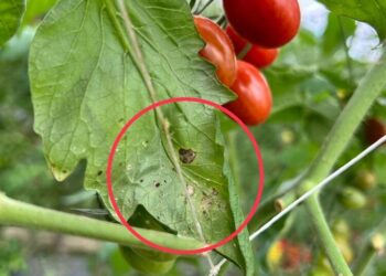 銀葉粉蝨密度攀升，提醒農民朋友進行防治作業