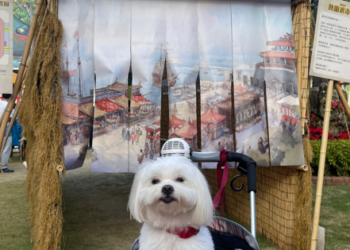 文化景點也有寵物友善！臺南寵物入園抽好禮活動開跑，帶毛寶貝一起抽大獎！