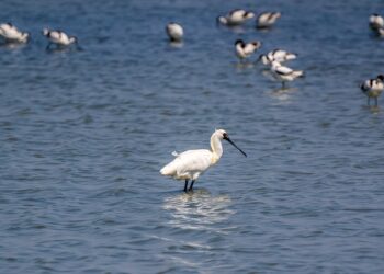 臺南生態旅遊-冬季濱海曬鹽賞鳥正當時