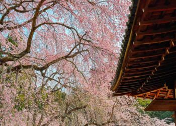 2025日本櫻花開花預測！東京3/25迎來夢幻粉色花海