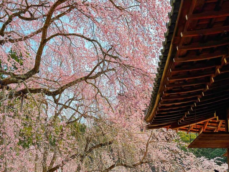 2025日本櫻花開花預測!東京3/25迎來夢幻粉色花海 2025日本櫻花開花預測!東京3/25迎來夢幻粉色花海