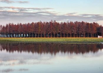 228連假攻略-把握燈會尾聲-臺南享受花季漫遊之旅