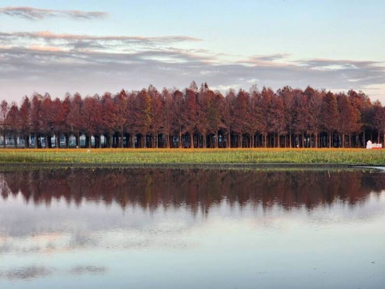 228連假攻略-把握燈會尾聲-臺南享受花季漫遊之旅