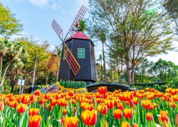 台北市花季展3月開跑-鬱金香、杜鵑、玫瑰、海芋延續春天浪漫