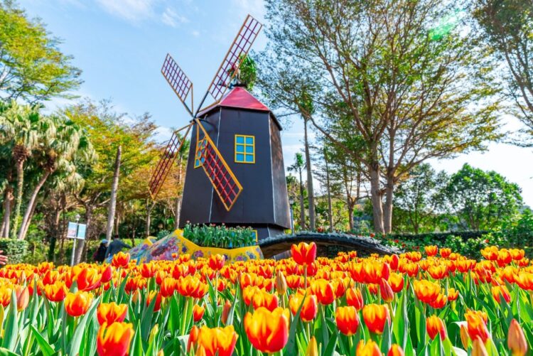 台北市花季展3月開跑 鬱金香、杜鵑、玫瑰、海芋延續春天浪漫 台北市花季展3月開跑-鬱金香、杜鵑、玫瑰、海芋延續春天浪漫