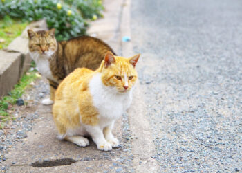 浪貓好喜歡到住家逗留？！避開3項因素還妳清淨住宅