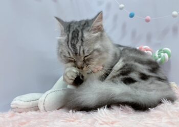 北投寵物寄宿美容 毛孩爸媽免煩惱