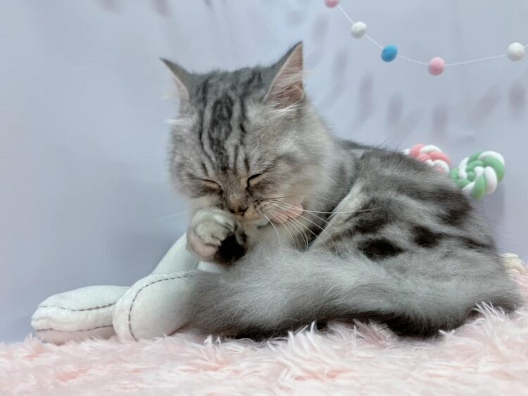 北投寵物寄宿美容 毛孩爸媽免煩惱