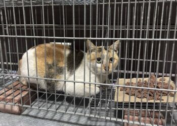 愛心接力 共創流浪貓美好未來