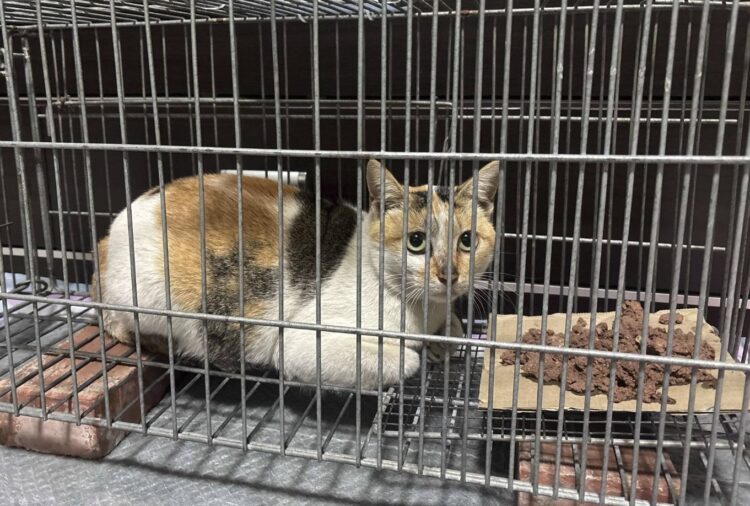 愛心接力 共創流浪貓美好未來 愛心接力 共創流浪貓美好未來