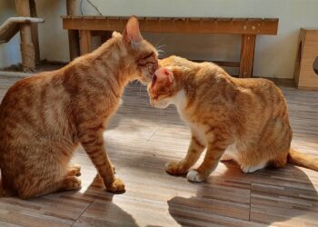 喵！全國首座貓咪室內樂園在新北-預計年底完工