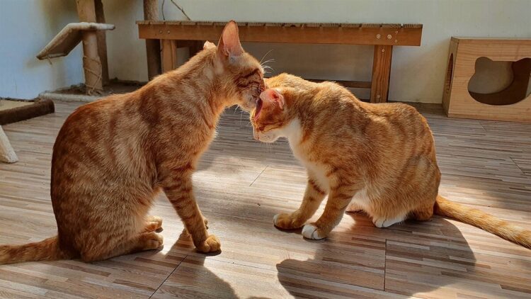 喵!全國首座貓咪室內樂園在新北 預計年底完工 喵!全國首座貓咪室內樂園在新北-預計年底完工