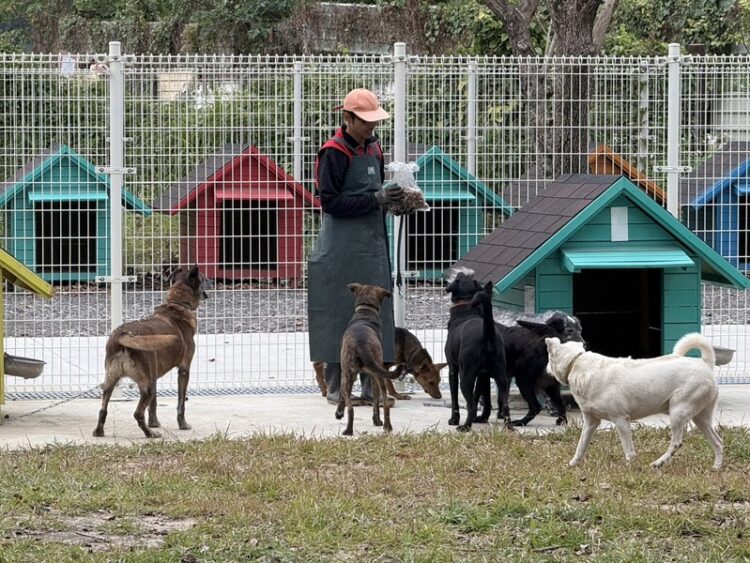 毛孩森活村展現人犬共融新模式 首隻犬隻成功認養 毛孩森活村展現人犬共融新模式-首隻犬隻成功認養