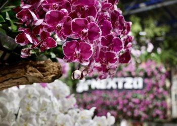 2025亞太蘭花會議開幕暨臺灣國際蘭展開園-賞野性優雅蘭花