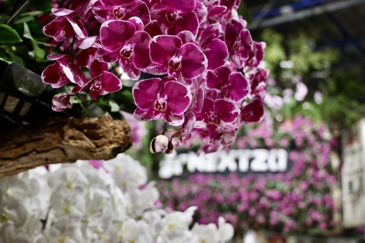 2025亞太蘭花會議開幕暨臺灣國際蘭展開園 賞野性優雅蘭花 2025亞太蘭花會議開幕暨臺灣國際蘭展開園-賞野性優雅蘭花