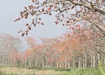 最美白河木棉花季開幕-賞花喝咖啡光