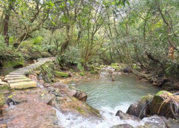 北投湖田社區邀民眾走進春天-感受浪漫山中海芋季