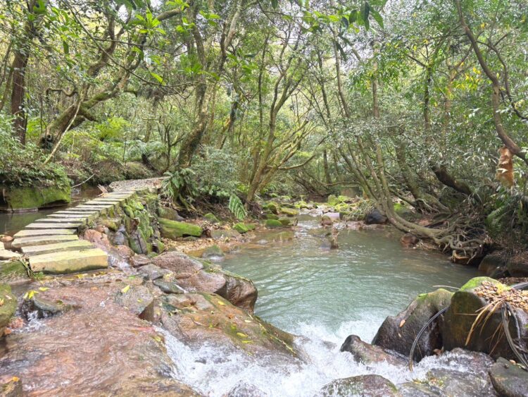 北投湖田社區邀民眾走進春天-感受浪漫山中海芋季