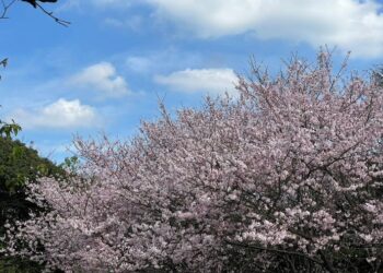 陽明山花季倒數計時！吉野櫻壓軸盛開