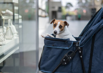 需要購買狗狗推車嗎？資深狗奴分享5種需要買推車的情境
