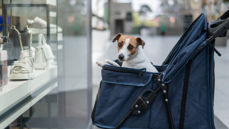 需要購買狗狗推車嗎？資深狗奴分享5種需要買推車的情境