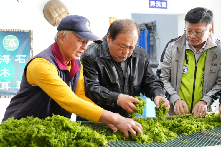 澎湖野生海菜魅力無限！陳光復力挺業者拓展全球市場