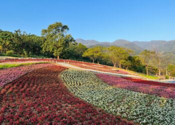 三層崎花海3/31結束！千張祈願小花卡超熱門-快把握機會來寫下心願 