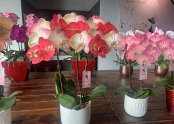 全球每賣出6株蘭花就有1株來自臺南！臺南蘭農以科技與創新引領蘭花市場