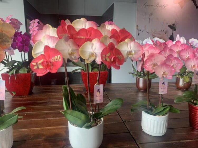 全球每賣出6株蘭花就有1株來自臺南!臺南蘭農以科技與創新引領蘭花市場 全球每賣出6株蘭花就有1株來自臺南!臺南蘭農以科技與創新引領蘭花市場