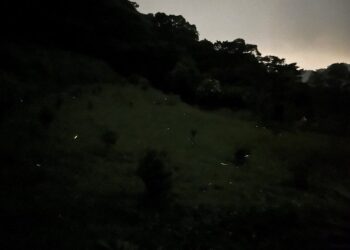 台北南港大坑溪推賞螢導覽-全程免費快揪親友一起來