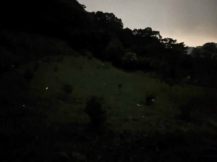 台北南港大坑溪推賞螢導覽 全程免費快揪親友一起來 台北南港大坑溪推賞螢導覽-全程免費快揪親友一起來