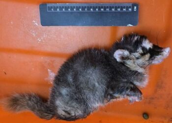 枋山出現咬人鼬獾-屏東今年第三例鼬獾狂犬病