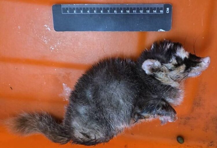 枋山出現咬人鼬獾 屏東今年第三例鼬獾狂犬病 枋山出現咬人鼬獾-屏東今年第三例鼬獾狂犬病