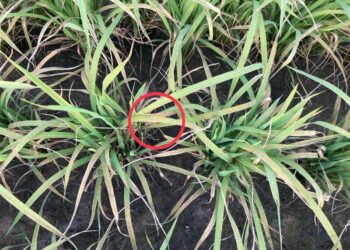 葉稻熱病現蹤跡，嘉義縣府呼籲農友加強巡田與防治