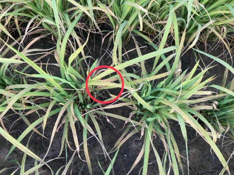 葉稻熱病現蹤跡，嘉義縣府呼籲農友加強巡田與防治