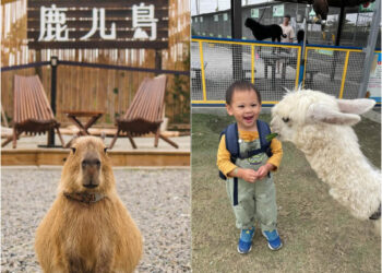 南部景點｜南部六大特色農場！鹿ㄦ島水豚生態園區、三隻小豬萌翻你的心
