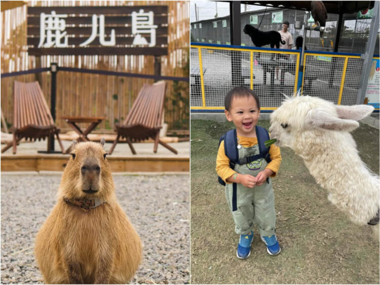 南部景點|南部六大特色農場 鹿ㄦ島水豚生態園區、三隻小豬萌翻 南部景點|南部六大特色農場!鹿ㄦ島水豚生態園區、三隻小豬萌翻你的心