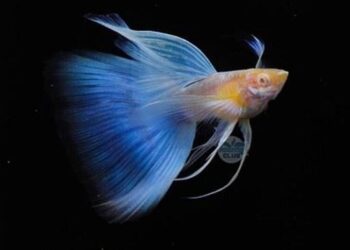 2025屏東縣觀賞魚產業推廣國際交流比賽活動