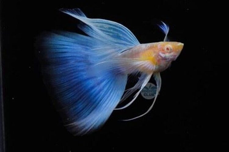 2025屏東縣觀賞魚產業推廣國際交流比賽活動 2025屏東縣觀賞魚產業推廣國際交流比賽活動