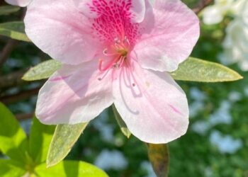 花中西施嬌嬌養-杜鵑花三月美翻台北城！