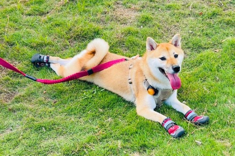 夏日毛孩防護必備 寵物用品網購推薦 狗狗鞋守護肉球、防燙熱地板 夏日毛孩防護必備 寵物用品網購推薦 狗狗鞋守護肉球、防燙熱地板