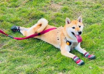 夏日毛孩防護必備 寵物用品網購推薦