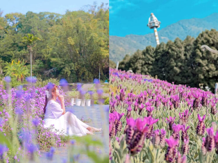 全台薰衣草景點|來場浪漫約會吧!嚴選2025薰衣草花田推薦 全台薰衣草景點|來場浪漫約會吧!嚴選2025薰衣草花田推薦