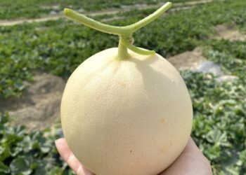 「天使」洋香瓜試驗脫穎而出-年底擴大生產讓消費者大飽口福