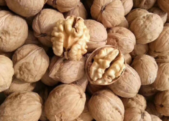 「紙皮核桃」歸類錯誤易觸法-高雄關籲業者正確報關減少爭議