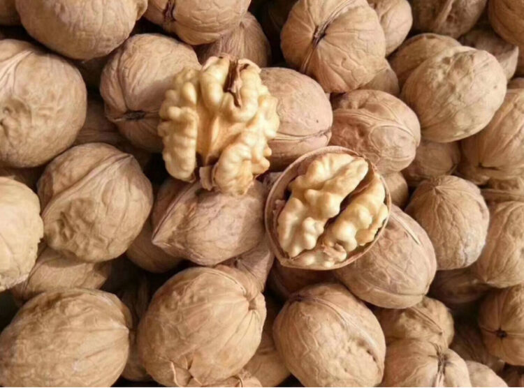 「紙皮核桃」歸類錯誤易觸法-高雄關籲業者正確報關減少爭議