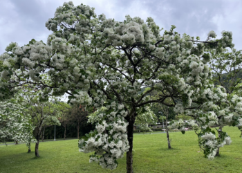 四月春暖花開-大安森林公園、二二八公園、南港公園流蘇綻放